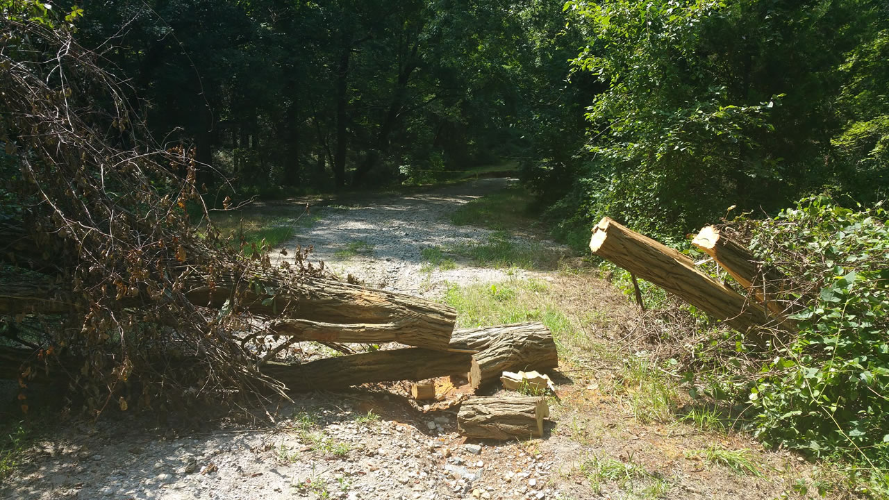 A classic scenario that Trailgrinder could solve: A tree down on the
            trail.